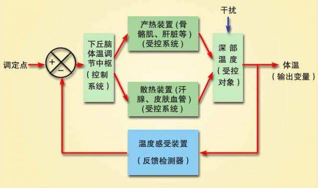 中国最大一条蛇多大(中国最大的一条蛇视频)插图3