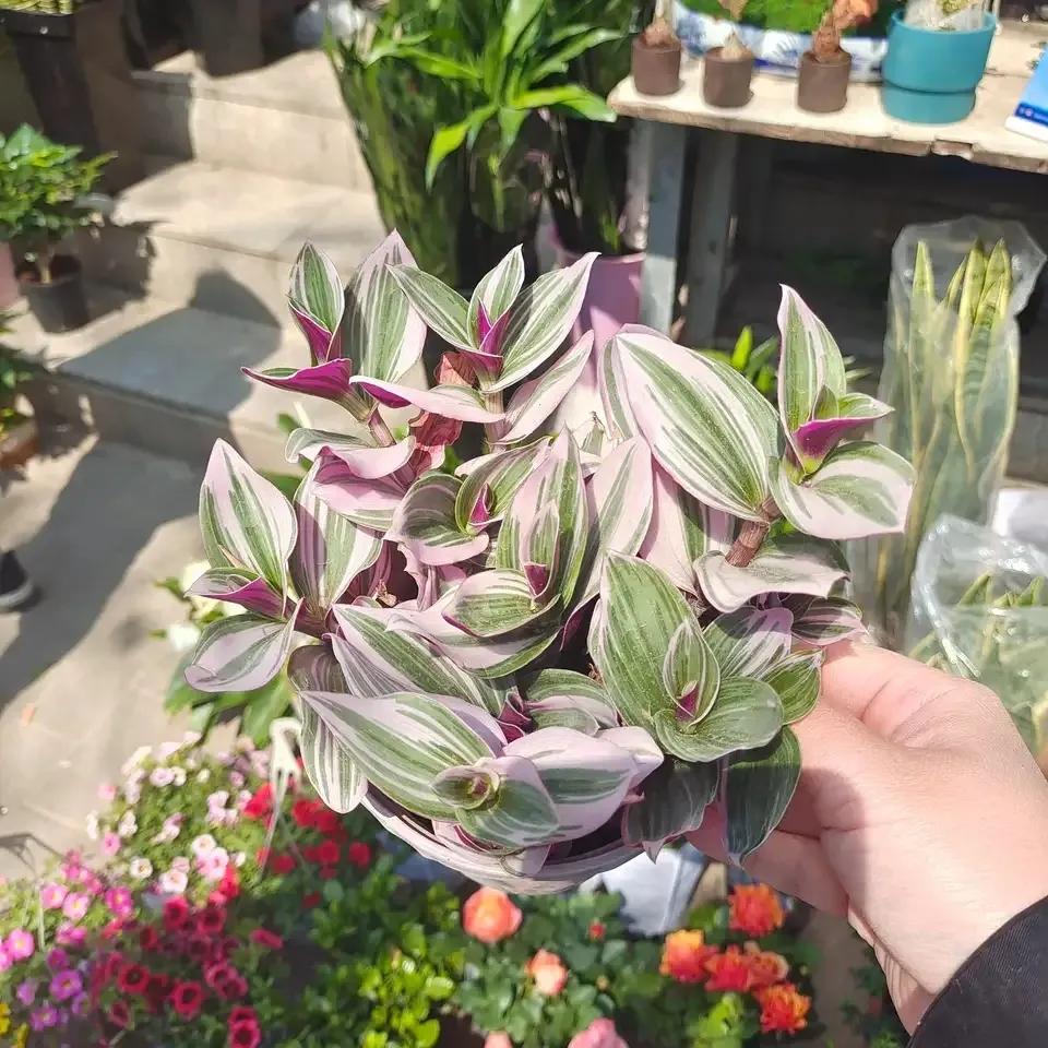 什么花可以吸甲醛(什么花防甲醛最好养)