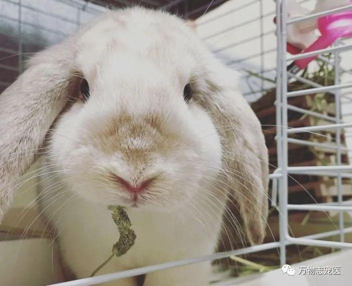 感觉兔子能听懂人的话(没人听过兔子说的话)插图5 感觉兔子能听懂人的话(没人听过兔子说的话)插图5