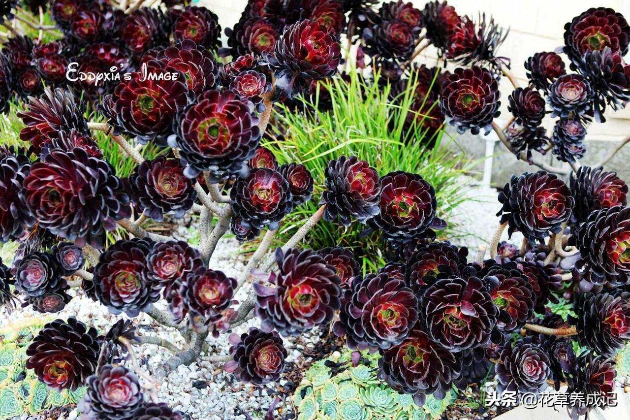 黑法师怎么砍头扦插成活率高(黑法师扦插方法)插图1 黑法师怎么砍头扦插成活率高(黑法师扦插方法)插图1