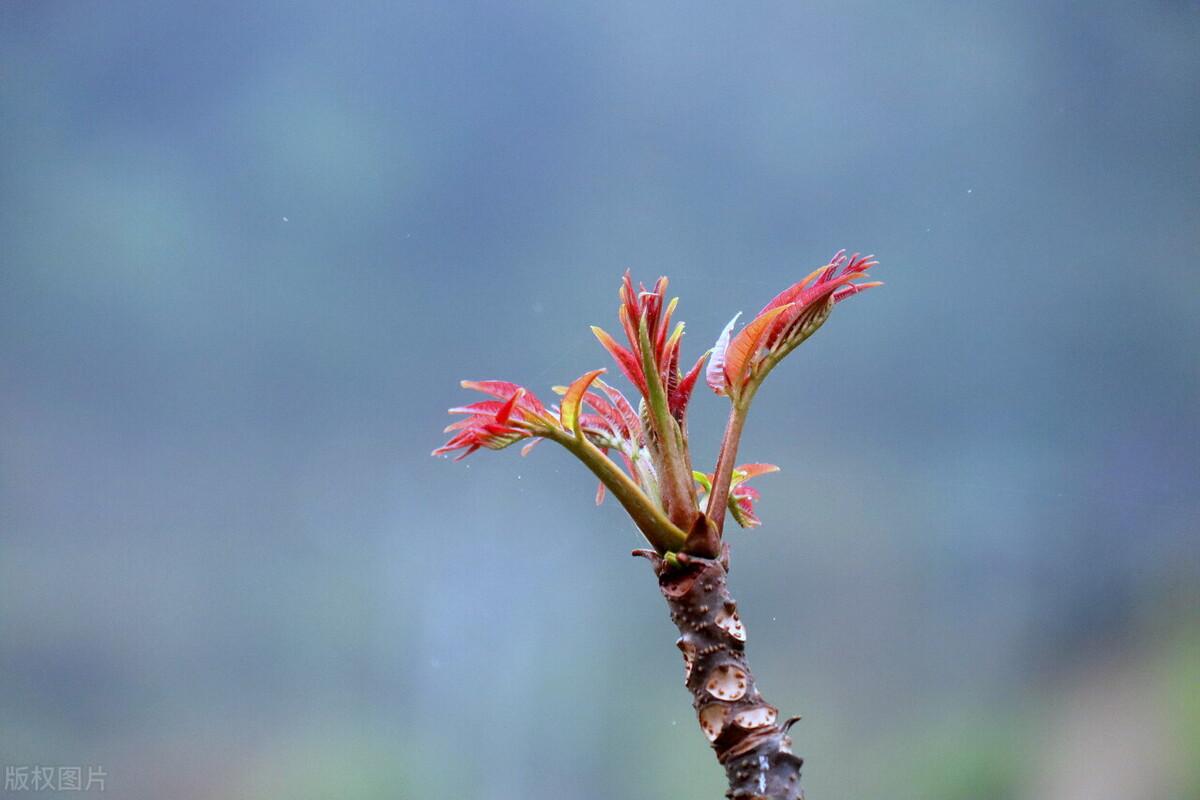 现在农村种植什么农作物赚钱(农村种什么经济作物最赚钱)插图3