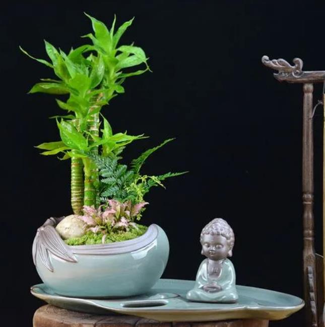 室内最好的绿植排行榜最新(室内绿植排行榜)插图1 室内最好的绿植排行榜最新(室内绿植排行榜)插图1