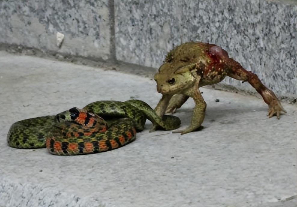 癞蛤蟆为什么不怕蛇(鹅为什么不怕蛇)