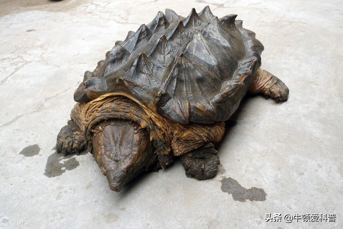 咬合力排名前十的动物(咬合力比较大的动物)插图2