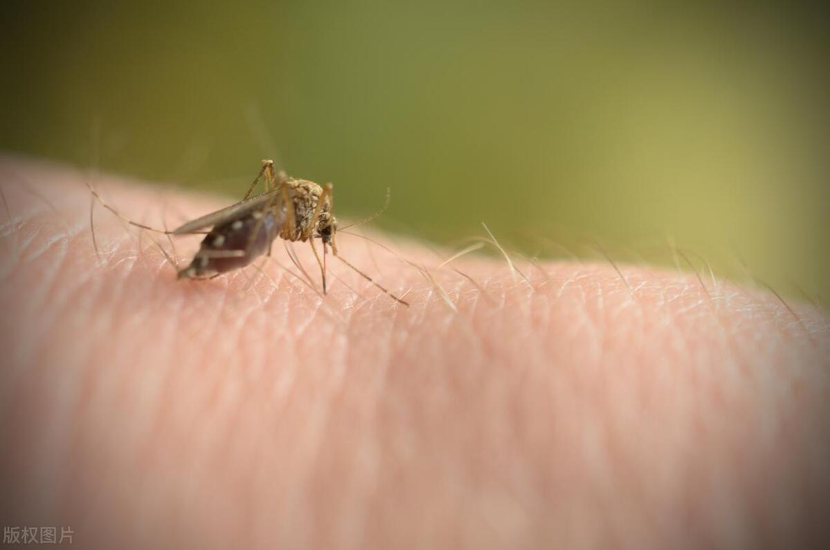 为什么蚊子吸血时没感觉(雄蚊子为什么不吸血)插图3 为什么蚊子吸血时没感觉(雄蚊子为什么不吸血)插图3