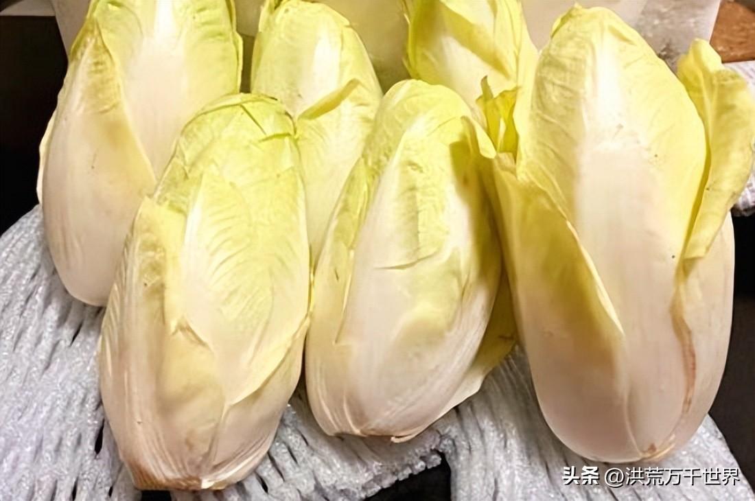 玉兰菜怎么种植(地栽玉兰怎么种植)