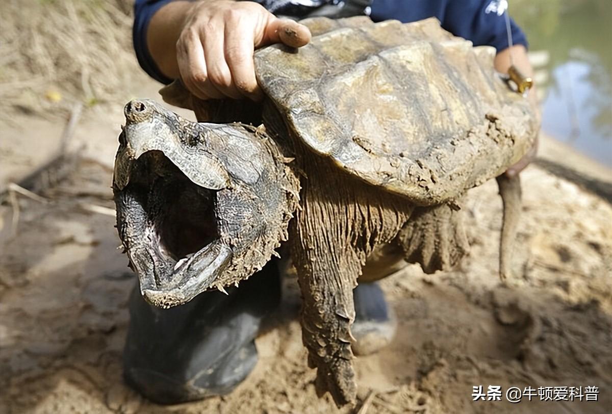 咬合力排名前十的动物(咬合力比较大的动物)插图1