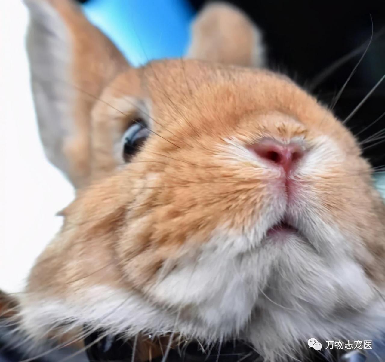 感觉兔子能听懂人的话(没人听过兔子说的话)插图2 感觉兔子能听懂人的话(没人听过兔子说的话)插图2