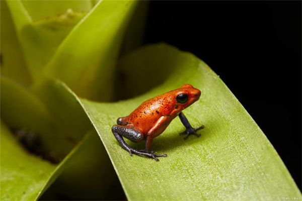 红带箭毒蛙：色彩斑斓的一种青蛙（比箭毒蛙还毒的青蛙）插图