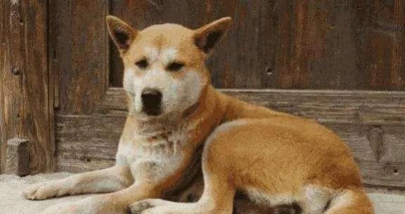 犬人什么意思(狗人什么意思)插图1
