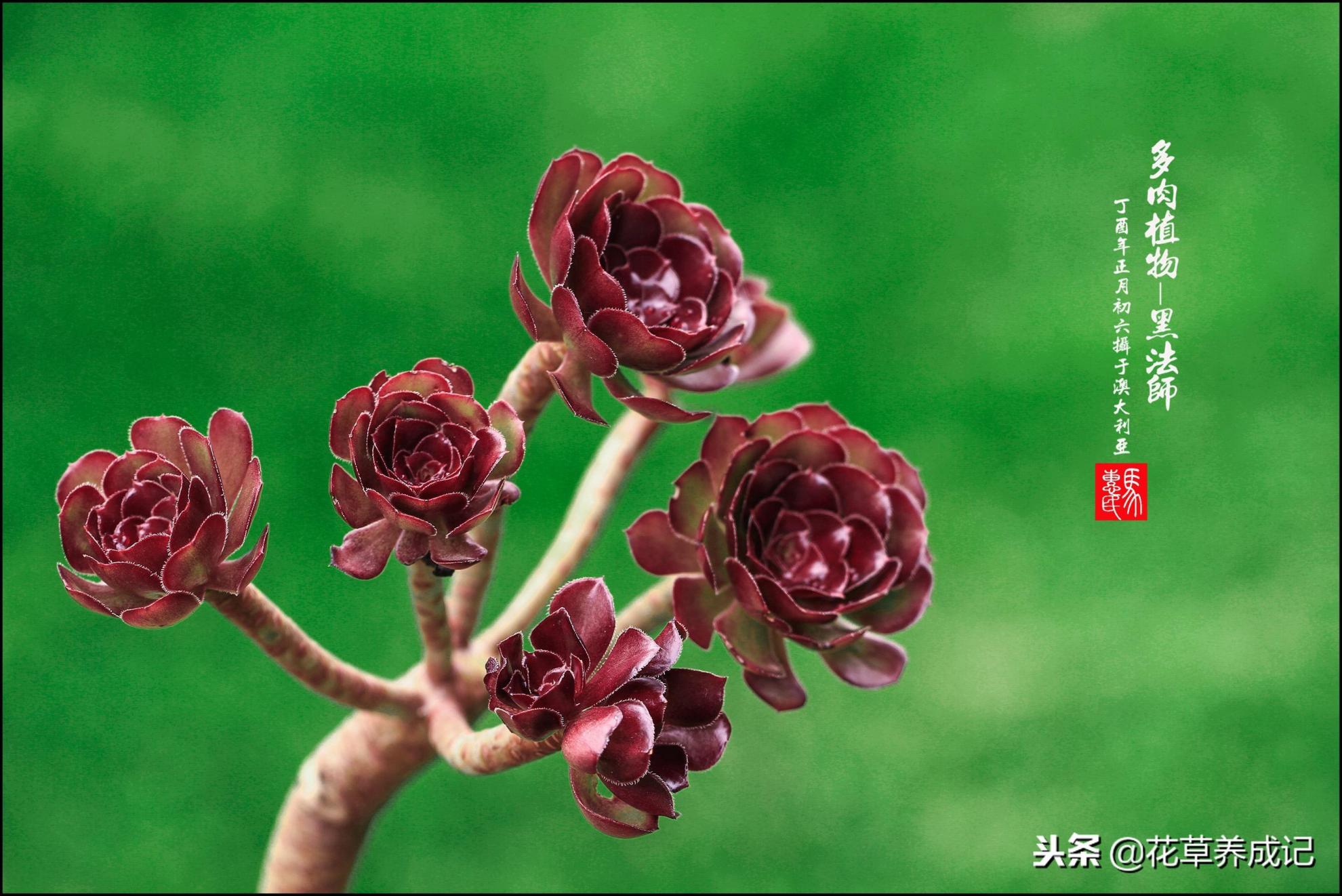 黑法师怎么砍头扦插成活率高(黑法师扦插方法)插图 黑法师怎么砍头扦插成活率高(黑法师扦插方法)插图