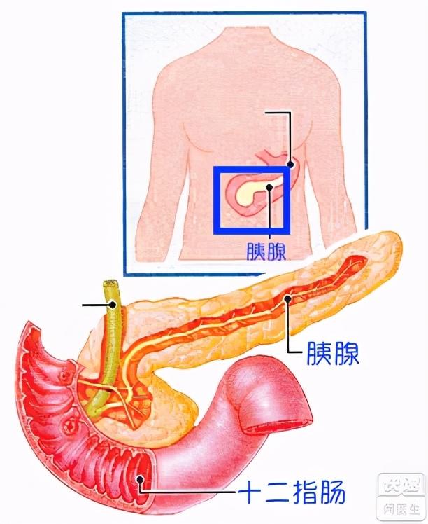 胃的位置在哪里(胃的位置在哪里图片大全)插图2