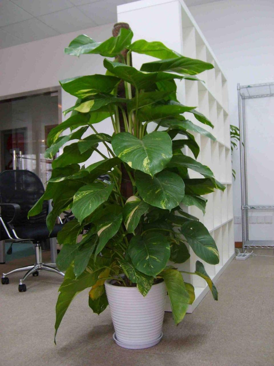 绿萝为什么叫鬼花(丁香花为什么叫鬼花)插图3
