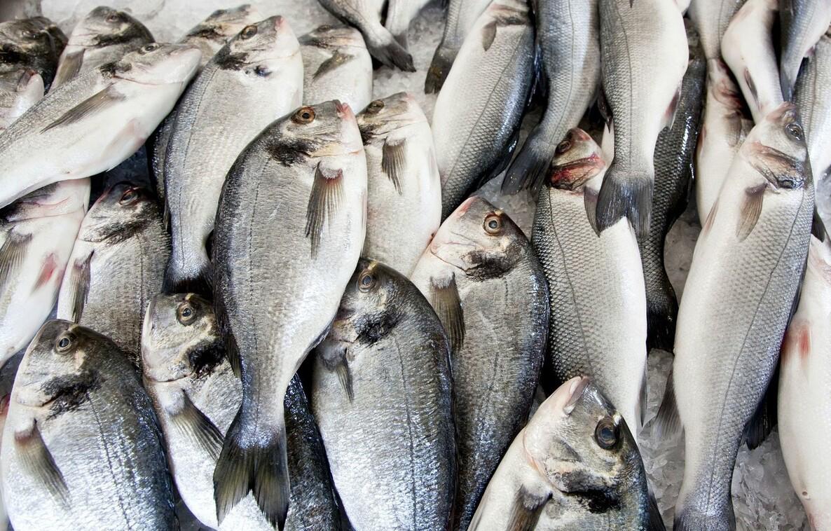 吃鱼有什么注意事项和禁忌(吃鲍鱼注意事项和禁忌)插图2 吃鱼有什么注意事项和禁忌(吃鲍鱼注意事项和禁忌)插图2