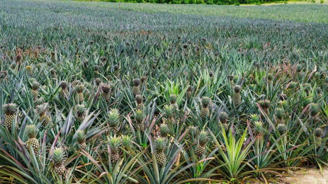波萝和凤梨是同一种水果吗(菠萝和凤梨是同一种水果吗)插图