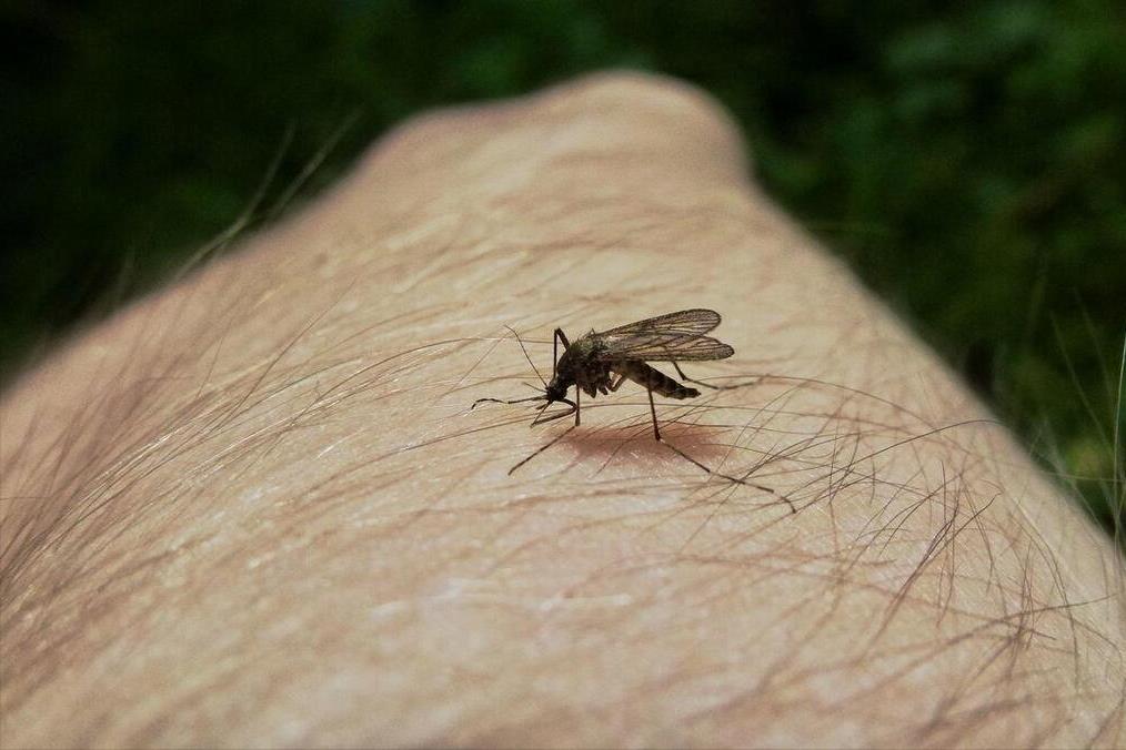 为什么蚊子吸血时没感觉(雄蚊子为什么不吸血)插图2 为什么蚊子吸血时没感觉(雄蚊子为什么不吸血)插图2