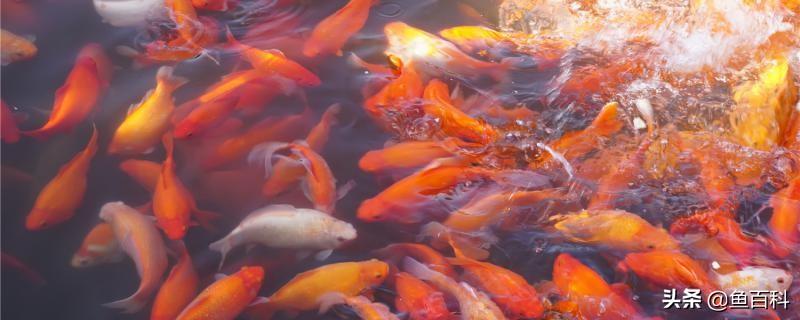 鱼塘的水是浑的怎么办(鱼塘水特别浑怎么办)