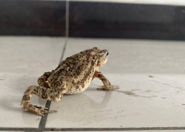 癞蛤蟆为什么不怕蛇(鹅为什么不怕蛇)插图1 癞蛤蟆为什么不怕蛇(鹅为什么不怕蛇)插图1