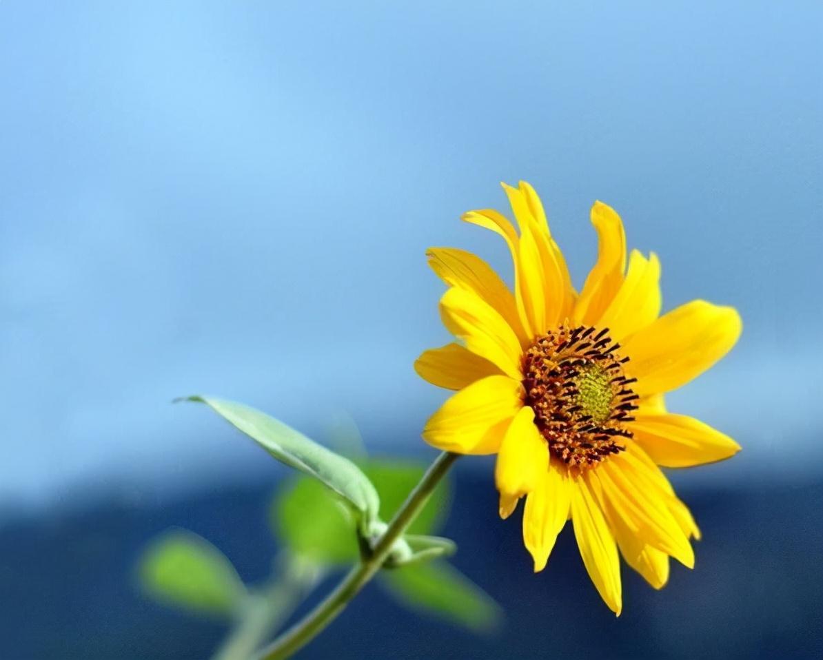 向日葵花语是什么意思(向日葵花语)插图8
