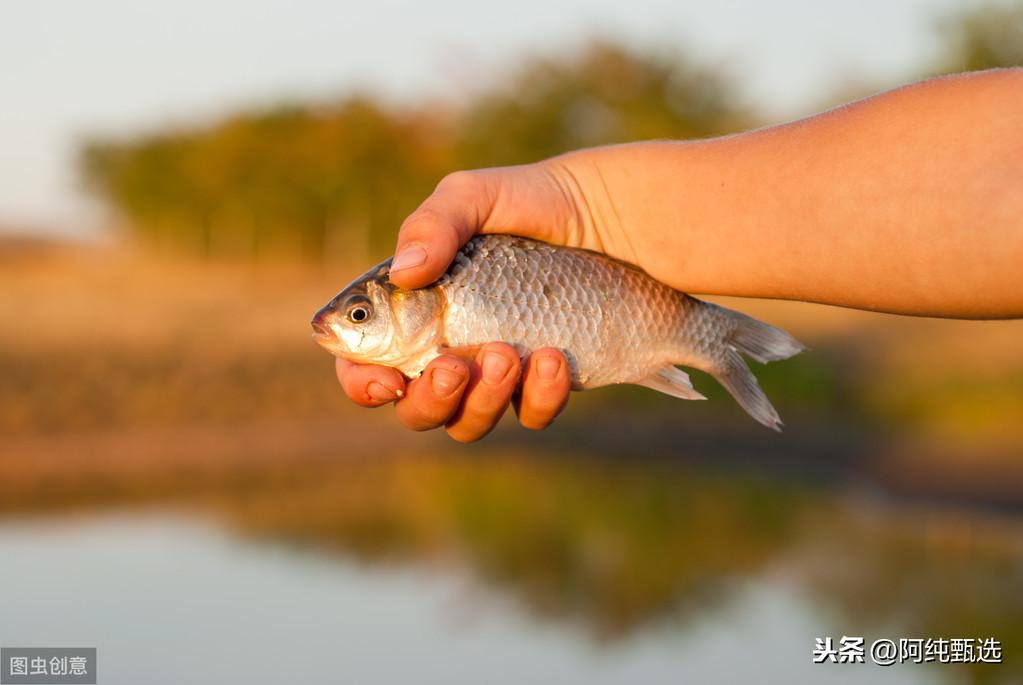 怎么刮鱼鳞不乱飞(怎么快速去鱼鳞)插图