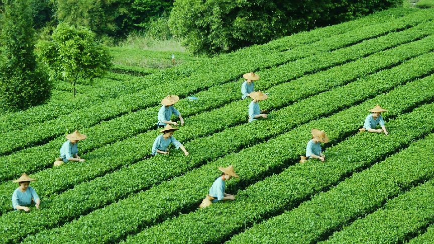 乌龙茶有哪些(乌龙茶有哪些品种)