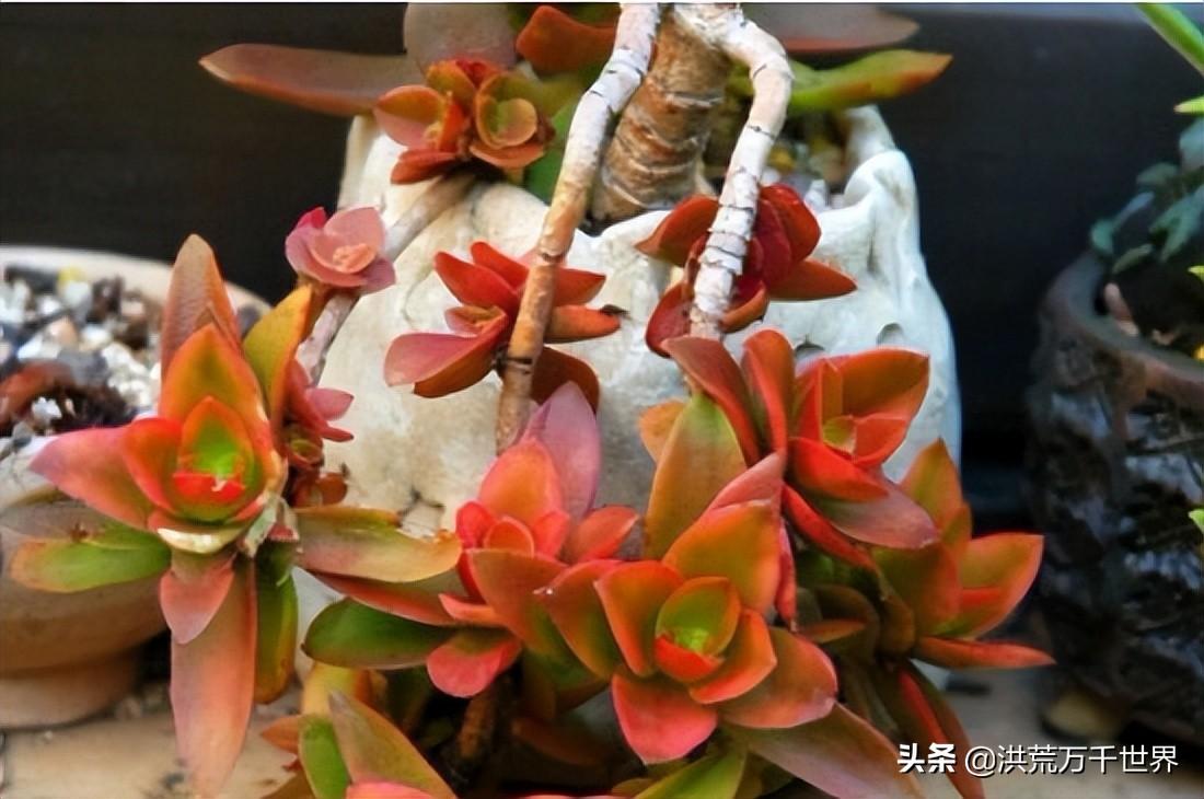 怎么能让火祭变红(怎么能让火祭不徒长)