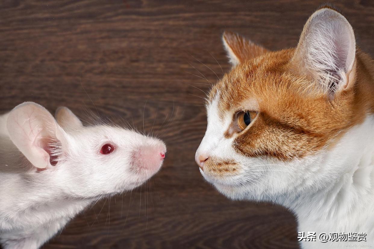 猫为什么不抓老鼠(猫为什么不抓老鼠了)