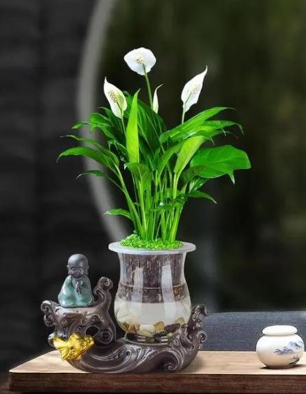 室内最好的绿植排行榜最新(室内绿植排行榜)