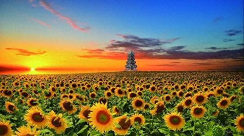 向日葵十大品牌排行榜(老站长推荐向日葵)插图2