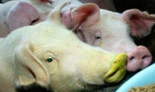 柬埔寨泰牛(六足巨人)插图3 柬埔寨泰牛(六足巨人)插图3