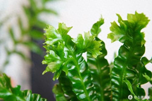 十大放心植物排行榜图片(十大最旺办公室的植物)插图40