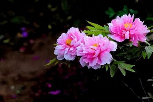 中国最美十大名花排行榜(真正的十大名花)插图14