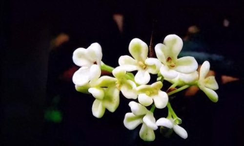 中国最美十大名花排行榜(真正的十大名花)插图69