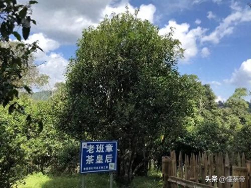 十大茶叶品牌排行榜普尔茶(中国最好的茶叶品牌)插图2