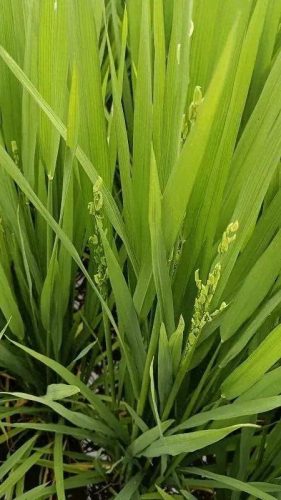 连云港水稻排名前十(目前连云港水稻价格)插图8 连云港水稻排名前十(目前连云港水稻价格)插图8