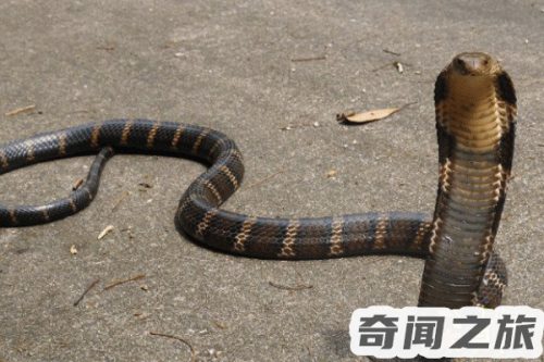 能毒死大象的蛇(能杀死大象的三种动物)