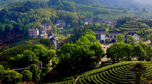 中国十大竹海景区排行榜(中国竹海景点排名前十名)插图2 中国十大竹海景区排行榜(中国竹海景点排名前十名)插图2