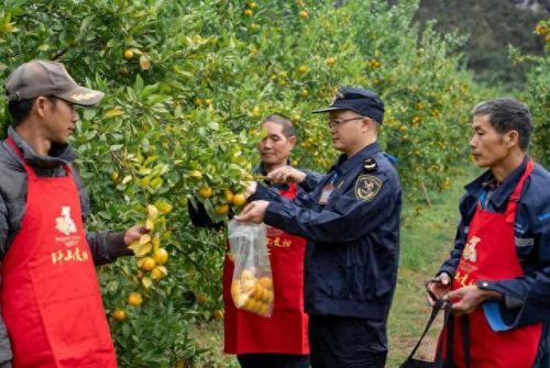 冬奥会水果排名前十(冬奥会创意水果)插图4 冬奥会水果排名前十(冬奥会创意水果)插图4