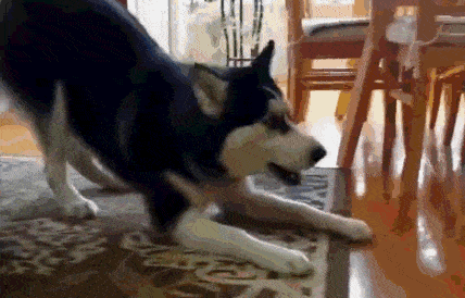 十大无攻击力犬排行榜(十大最干净最好养的中型犬)插图10