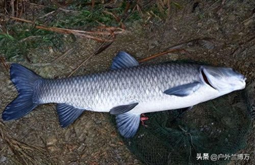 十大最凶猛的鱼排行榜名字(十大养不死鱼不用加氧)插图