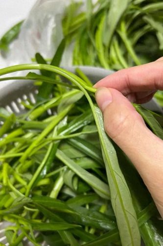 十大不见光蔬菜排行榜图(十大回奶蔬菜排名表)插图16