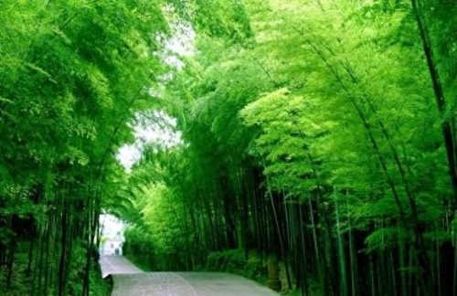 中国十大竹海景区排行榜(中国竹海景点排名前十名)插图3 中国十大竹海景区排行榜(中国竹海景点排名前十名)插图3