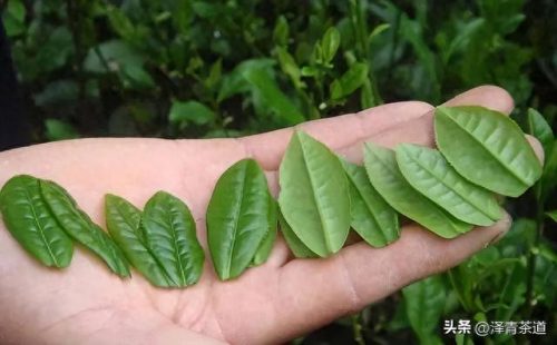 十大茶叶产品排行榜前十名(过期茶叶十大妙用)插图13