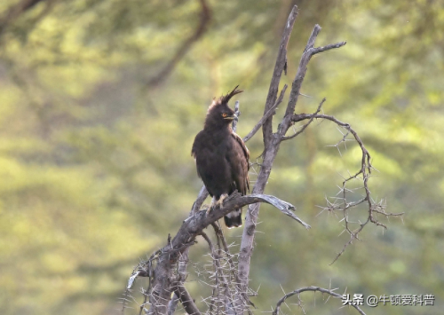世界十大飞禽实力排行榜(中国十大飞禽排行榜)插图9