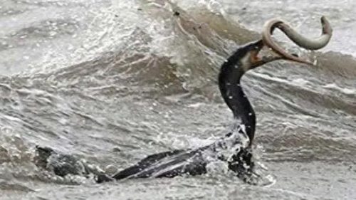 中国十大神秘水怪排行榜(中国水怪十大排名)插图6