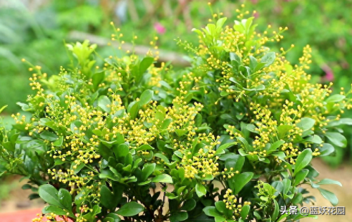 十大香水香味排行榜前十名(香水淡香排行榜前十名)插图3 十大香水香味排行榜前十名(香水淡香排行榜前十名)插图3