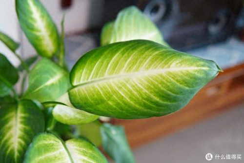 十大放心植物排行榜图片(十大最旺办公室的植物)插图12