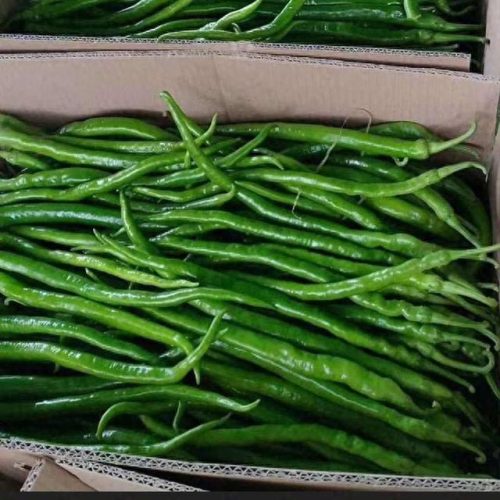 线椒种子十大排行榜(全国出名的线椒种子)插图4