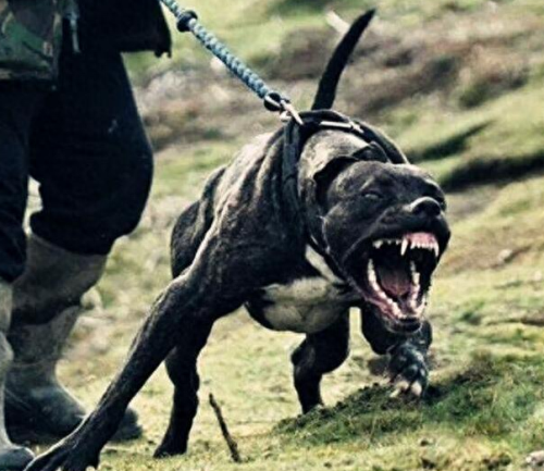 十大挑事的狗排行榜(体质最好的狗排行榜)插图1