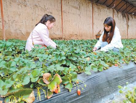 西宁杀虫灯厂家排名前十(室外杀虫灯厂家排行)